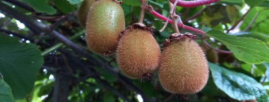 Na jaren nog geen bloemen of fruit in een kiwiplant? Zo los je dat op!