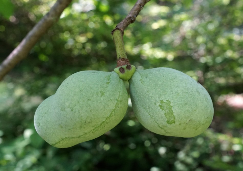 Pawpaw 'Prolific'