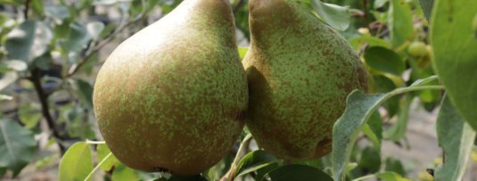 De beste ziekteresistente perenbomen voor teelt zonder bestrijdingsmiddelen