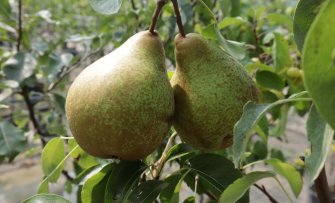 De beste ziekteresistente perenbomen voor teelt zonder bestrijdingsmiddelen
