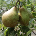 De beste ziekteresistente perenbomen voor teelt zonder bestrijdingsmiddelen