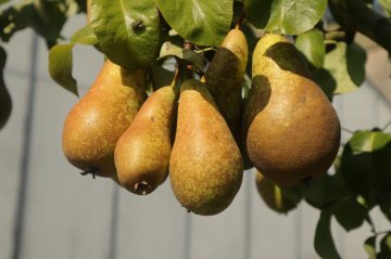 Peren in conference perenboom