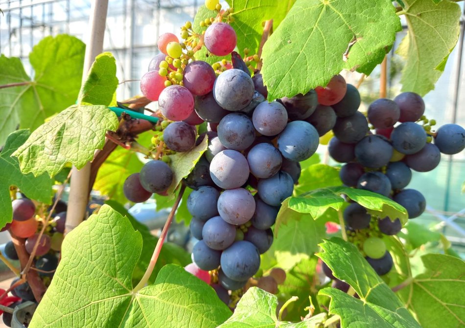 Bloedende druivenstruik: wat te doen en hoe te voorkomen