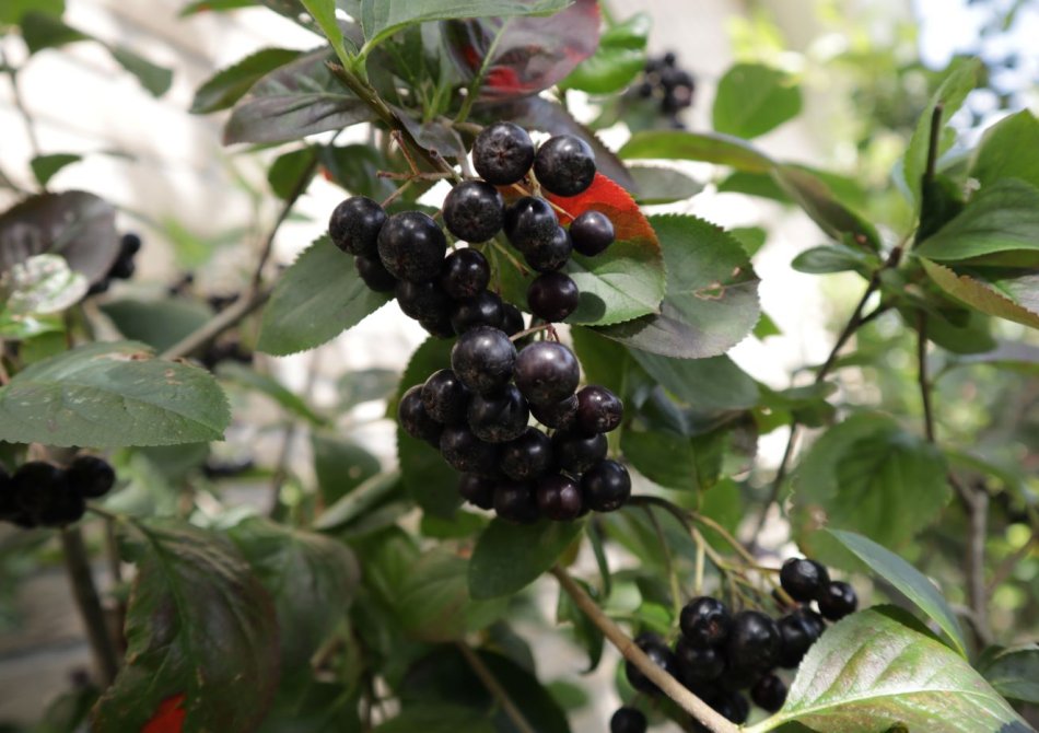 Wat maak je met appelbessen? De leukste appelbes (aronia) recepten!
