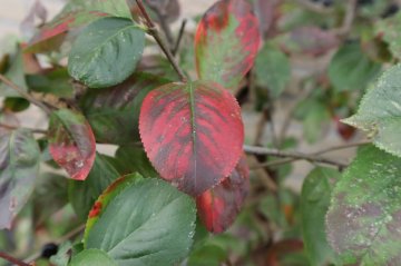 Rode bladeren van appelbes (Aronia)