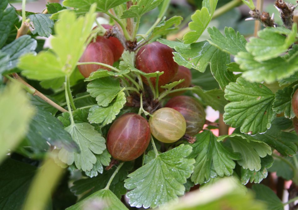 De 5 leukste vergeten fruitsoorten om zelf in je tuin te kweken