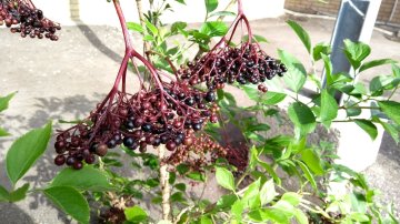 Vlierbessen in struik