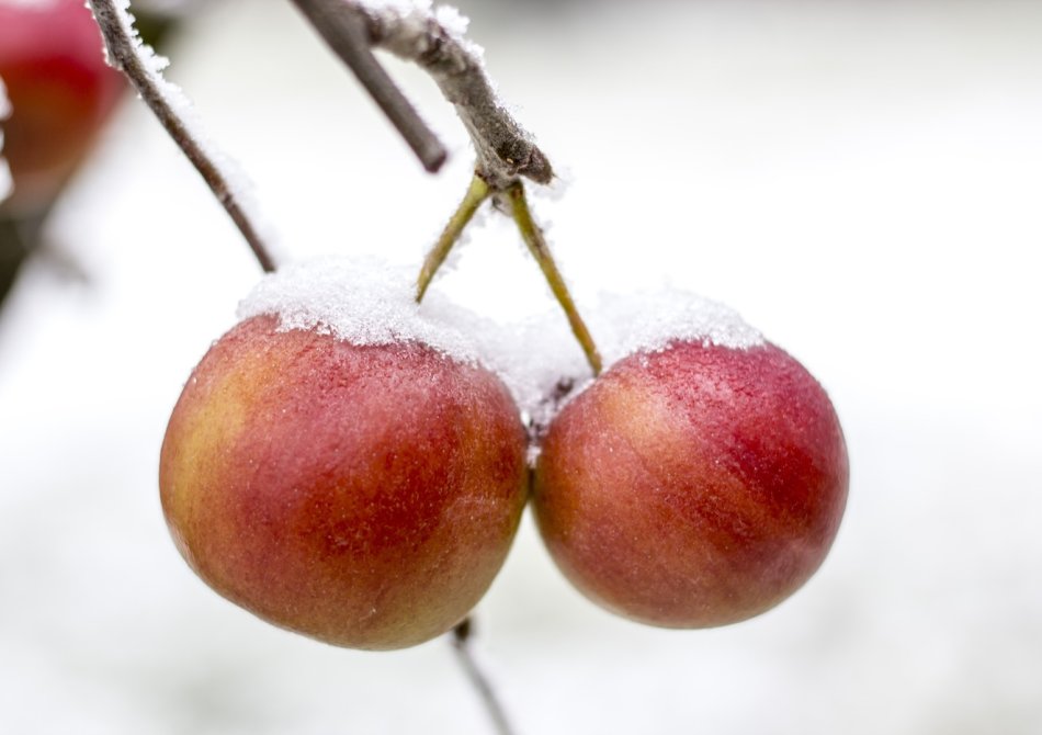 Fruitbomen overwinteren: zo bescherm je ze tegen vorst