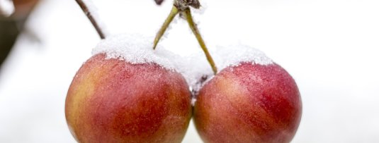 Fruitbomen overwinteren: zo bescherm je ze tegen vorst
