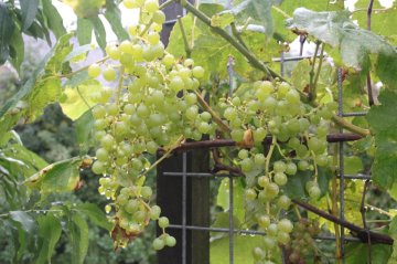 Witte druiven in druivenstruik