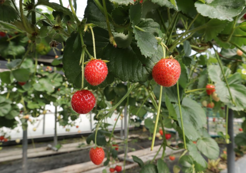 Een kleinfruit tuin aanleggen