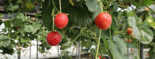 Een kleinfruit tuin aanleggen