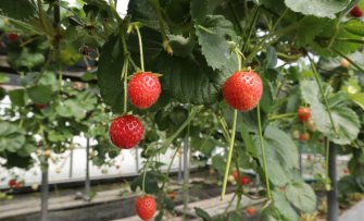 Een kleinfruit tuin aanleggen