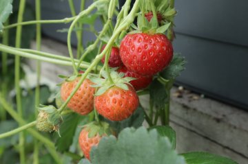 Aardbeien in hangbak