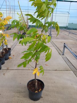 Walnotenbomen plant je het beste als potgeteelde boom. Die slaan het beste aan. Een walnotenboom in pot