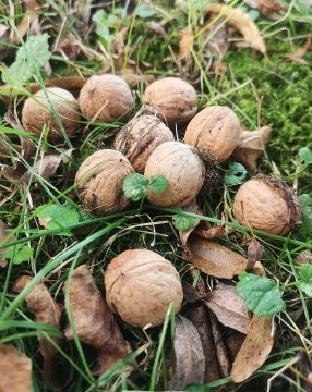 Gevallen walnoten zijn een risico voor paarden. Gevallen walnoten