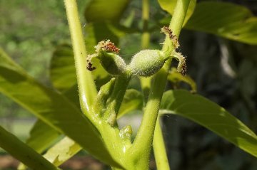 De eerste walnoten beginnen vaak in het tweede jaar na planten te groeien. Jonge walnoten in walnotenboom