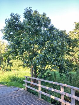 De tamme kastanje is minder kieskeurig dan de walnotenboom. Tamme kastanjeboom
