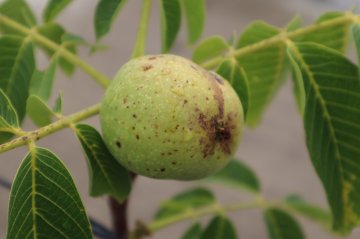 Walnoten groeien in een groene schil, een bolster Walnoot in bolster
