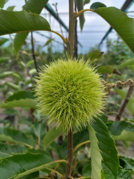 De tamme kastanje is ook een prachtige notenboom voor in Nederland Tamme kastanje in kastanjeboom