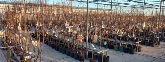 Fruitbomen planten in het voorjaar