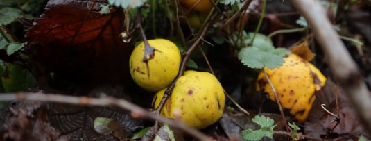 Eetbaar zonder dat je het wist: sierplanten met verrassend lekker fruit
