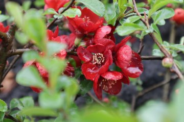 Rode bloemen van de dwergkwee