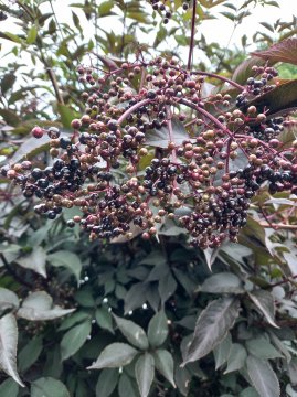Vlierbessen in Black Beauty vlier