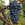 Druif 'Triomphe d'Alsace'