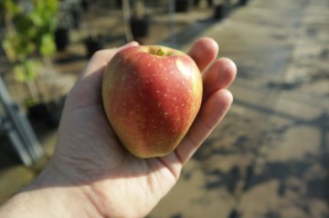Groninger Kroon appel in hand