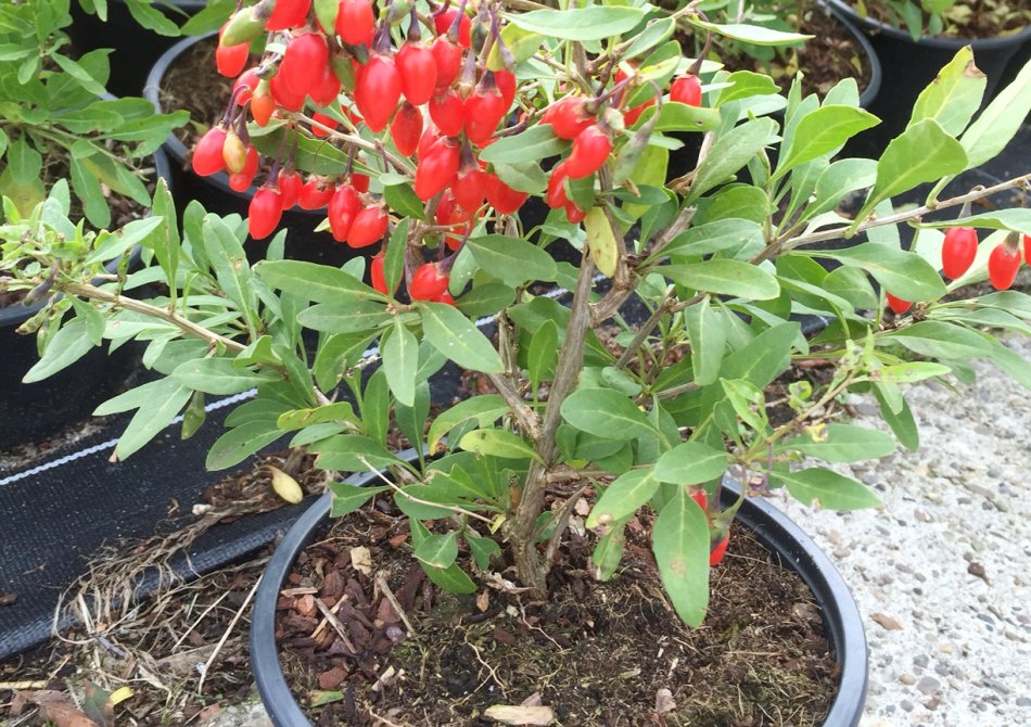 Dwerg Gojibes 'Little Goji' (PBR) Gojibes 'Little Goji'