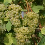 Compacte druif 'Pixie Riesling'