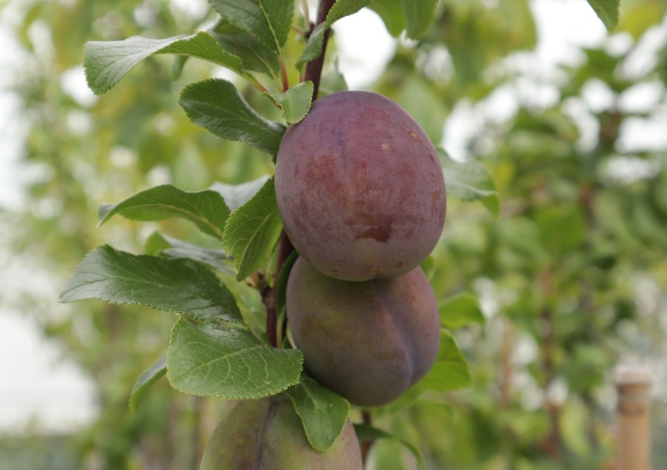 De klassiekers in de fruittuin: waarom plant iedereen deze fruitbomen aan?