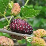 Witte moerbei 'Giant Fruit'