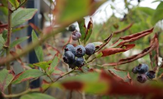 Fruitbomen en struiken verzorgen bij droogte
