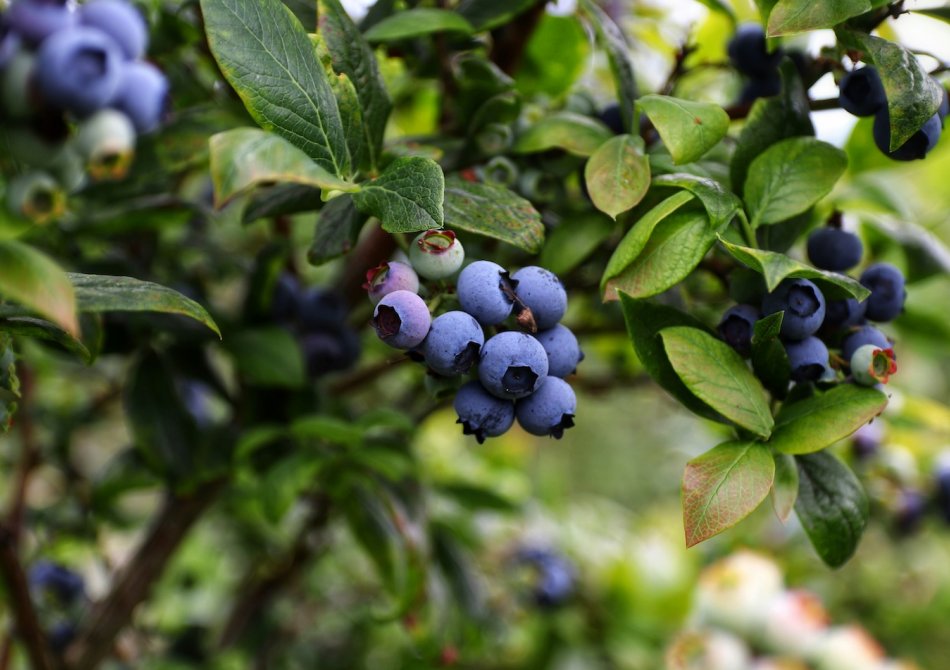 Blauwe bes 'Blue Sapphire'