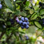 Blauwe bes 'Blue Sapphire'