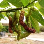 Witte moerbei 'Giant Fruit'