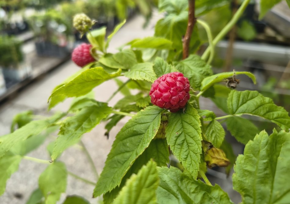 Wortelrot (phytophthora) bij frambozen voorkomen en bestrijden