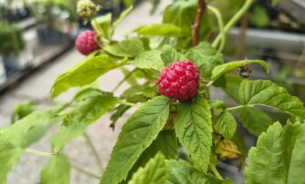 Wortelrot (phytophthora) bij frambozen voorkomen en bestrijden