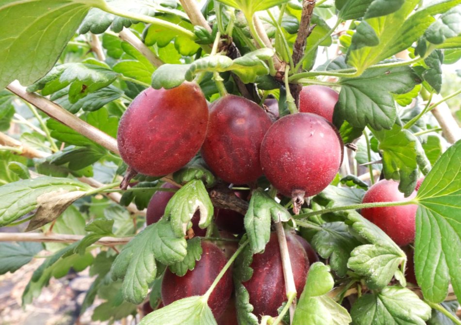 Kruisbes 'Karmen'
