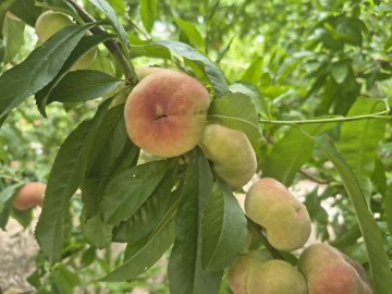 Platte perziken in perzikboom