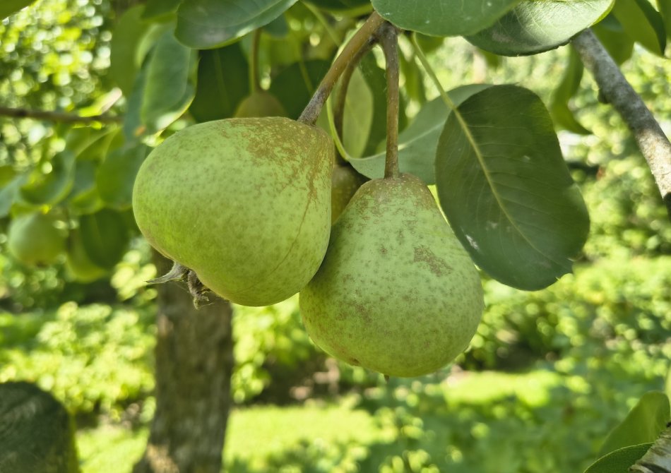 Perenboom 'Noordhollandse Suikerpeer' Peer 'Noordhollandse Suikerpeer'