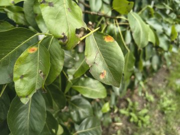 Blad aangetast door perenroest
