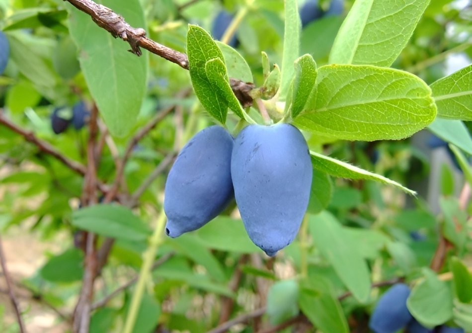 Honingbes 'Strawberry Sensation'