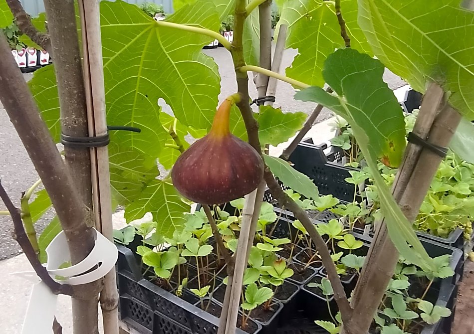 Vijg 'Violette Normande'