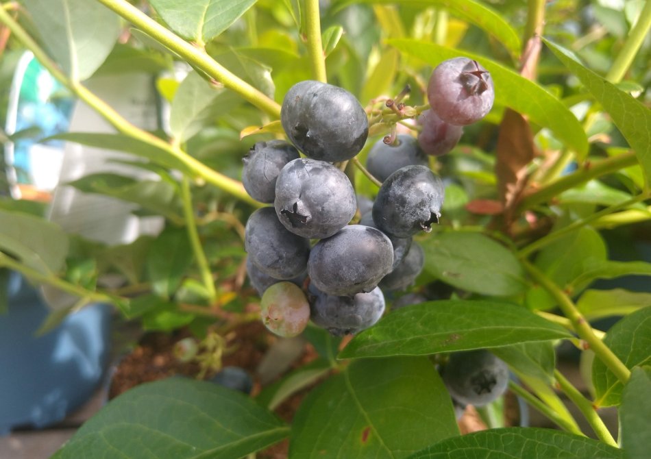 Blauwe bessen uit je eigen tuin? Wij hebben al je vragen beantwoord!