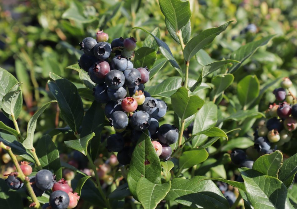 Blauwe bes 'Hortblue Petite' ®