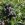 Blauwe bes 'Hortblue Petite' ®