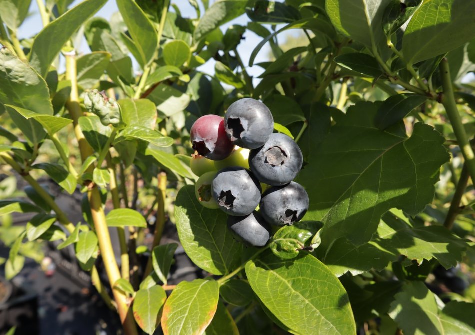 Blauwe bes 'Northland'